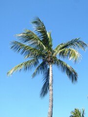 Cocos nucifera