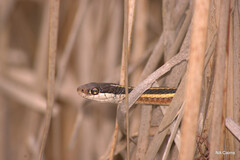 Thamnophis saurita septentrionalis