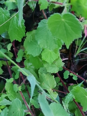 Hibiscus calyphyllus