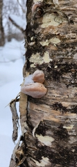 Fomitopsis betulina