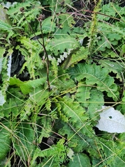 Berkheya radula