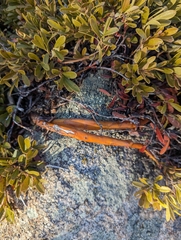 Arctostaphylos uva-ursi