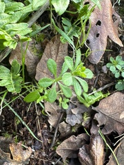 Galium triflorum