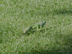 Iguana iguana