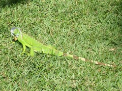 Iguana iguana