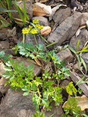 Tauschia kelloggii