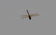 Anax ephippiger