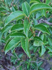 Ilex mitis