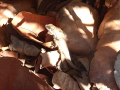 Leiocephalus carinatus