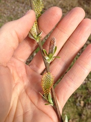 Salix sitchensis