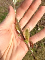 Salix sitchensis