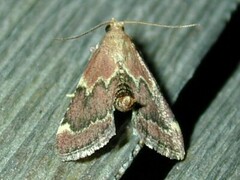 Hypsopygia intermedialis