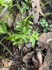 Galium triflorum