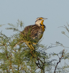 Sturnella magna lilianae