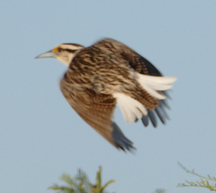 Sturnella magna lilianae