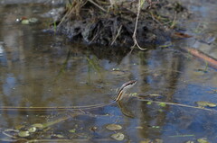 Thamnophis saurita septentrionalis