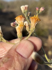 Bebbia atriplicifolia