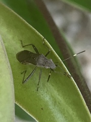 Alydus pilosulus