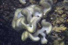 Sycozoa cerebriformis