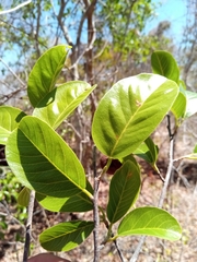 Rhopalocarpus