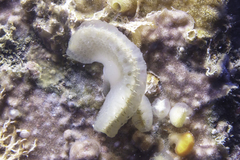 Sycozoa