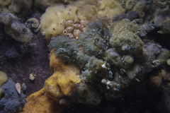 Virididentula dentata