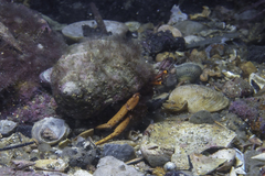 Paguristes frontalis