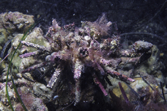 Goniocidaris impressa