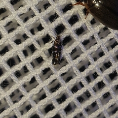 Stagmatophora argyrostrepta