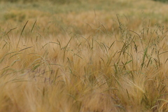 Alopecurus myosuroides