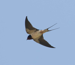 Hirundo rustica