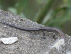 Lampropholis