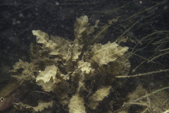Sargassum paradoxum