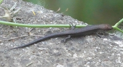 Lampropholis