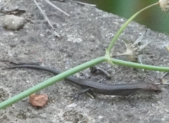Lampropholis