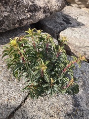 Penstemon clevelandii