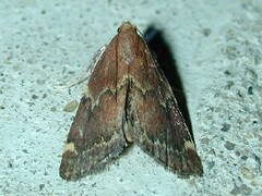 Hypsopygia intermedialis