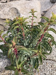 Penstemon clevelandii