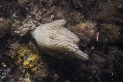 Botrylloides magnicoecus