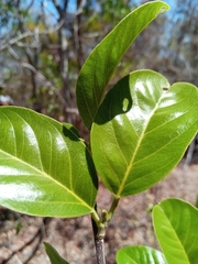 Rhopalocarpus