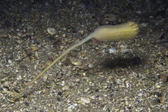 Sycozoa pulchra