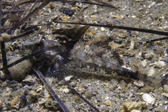 Nesogobius pulchellus