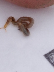 Henia vesuviana