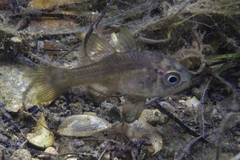 Vincentia conspersa