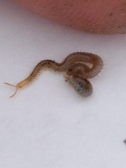 Henia vesuviana