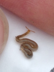 Henia vesuviana