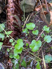 Cardamine nuttallii