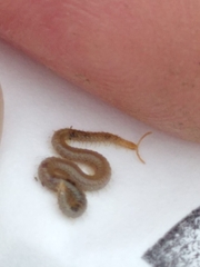 Henia vesuviana