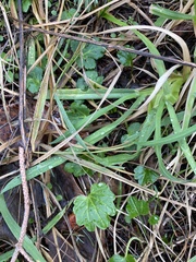Cardamine nuttallii