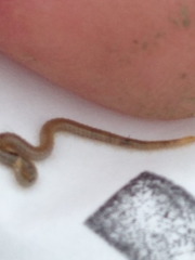 Henia vesuviana